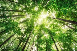 Top van de bomen_373072144